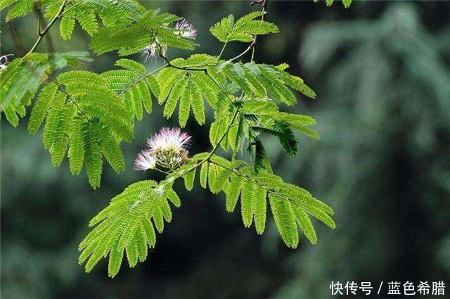  「寓意」粉嫩轻柔的合欢花，2个拍摄思路，表现寓意美好长久的花卉照片