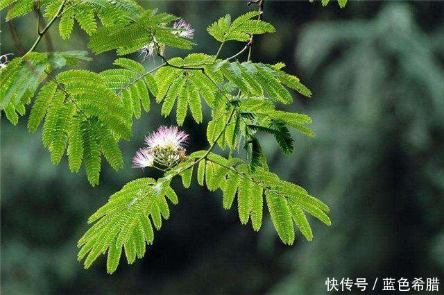 「寓意」粉嫩轻柔的合欢花,2个拍摄思路,表现寓意美好长久的花卉照片