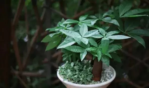 『观赏价值』六种价格不贵,观赏价值高可以做盆景的植物,适合新手种植