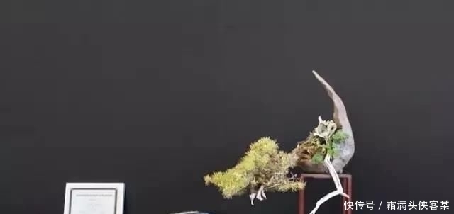  [栽种盆景]玩盆景，已成为当下追求高品质生活的一股潮流