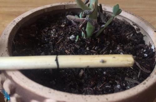  不好■多肉总是化水烂根总是养不好，只是你不会浇水，才造成这样的情况