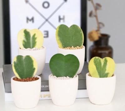  [阳光]叶片如心型，花朵圆如球，这种花的叶片和花都美的很特别