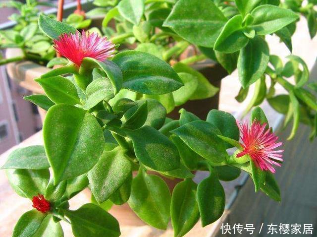  [真够]吊兰家族真够多，个个爆脾气，呼呼爆盆，披头散发颜值高