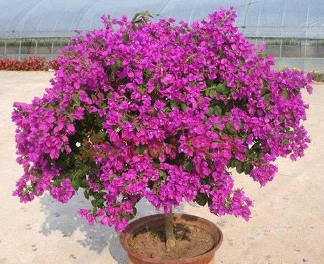  【简单】三角梅可以“简单”养，“颜值”不输月季花，一年四季花开不断！
