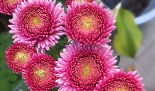 【入手】多肉植物—露薇花,花叶俱美,四季开花不停,养护容易,值得入手