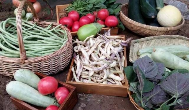  「蔬菜」不能在光线不好的阳台上种菜吗？即使是漫长的黑暗的一天