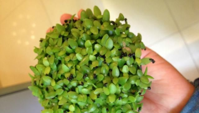  『盆栽水果』吃剩的菠萝头，泡一泡，又结小菠萝，耗费2年，值不值呢