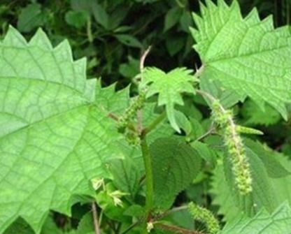  「除湿」农村一年四季都是绿色的野草，有着祛风除湿和止咳的效