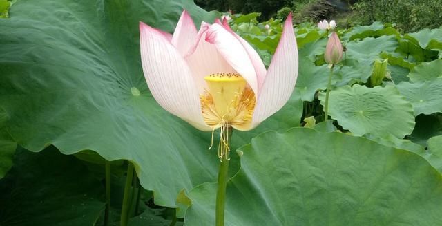  莲藕■农田里长出的“宝贝”，知道是什么吗？其实你每天都有见过