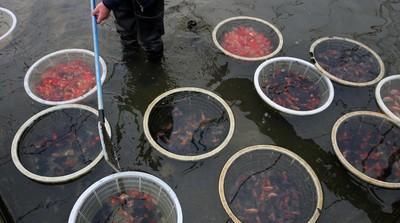 【了放】鱼产卵了放硝化细菌行吗?