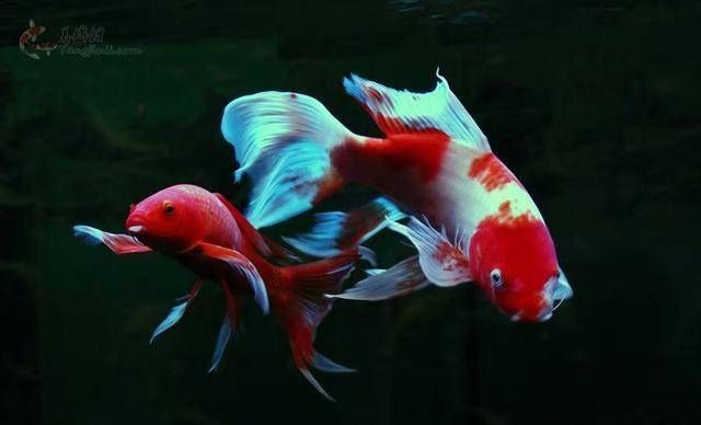  「水质」养蝴蝶鱼，从选鱼、养水到水温、饲料，注意什么？