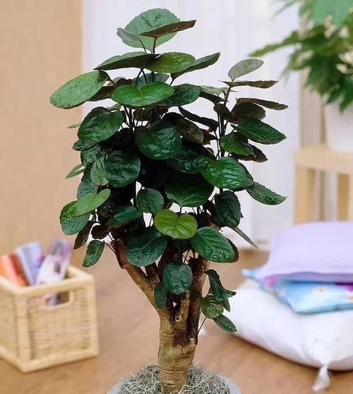 品种■福禄桐换个品种可能就不认识了,叶子差别这么大,选哪个品种好