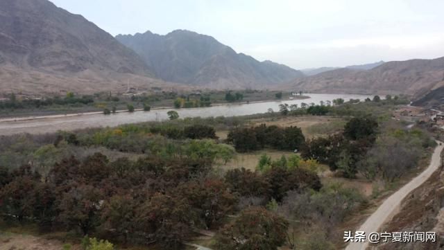  中卫@蔫在枝头，烂在地里！中卫南长滩千亩经果无人采摘，自生自