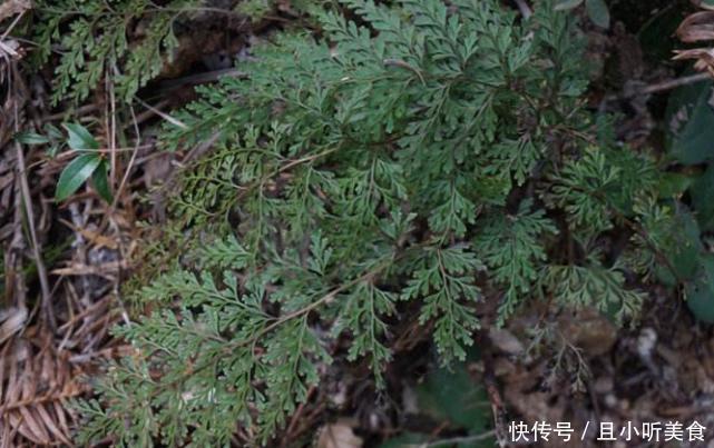 深山里这种“乌蕨”能治很多病，药用价值极其高，见到请珍惜