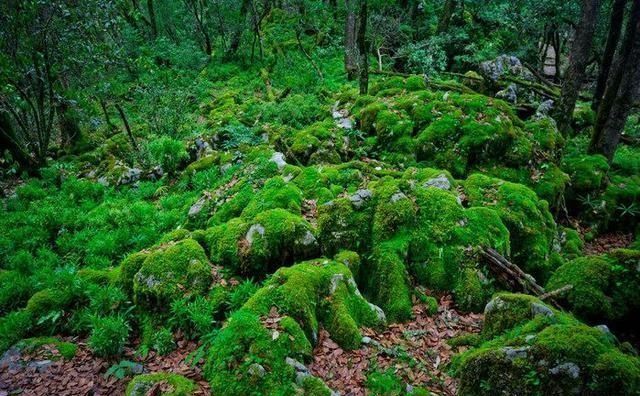 罕见! 被称为“神仙的居所”, 四川发现国内面积最大的绿石林!