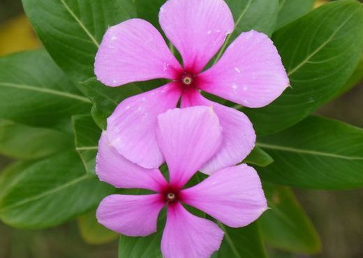 『朱顶红』养花养个“美艳”的,花色鲜艳亮丽,枝叶繁茂旺盛,枝叶青翠欲滴