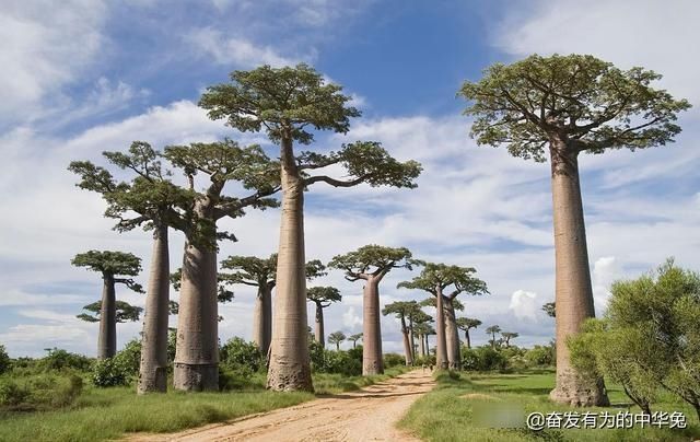  [非洲]非洲网红“生命之树”猴面包树，引进中国后大开眼界长成