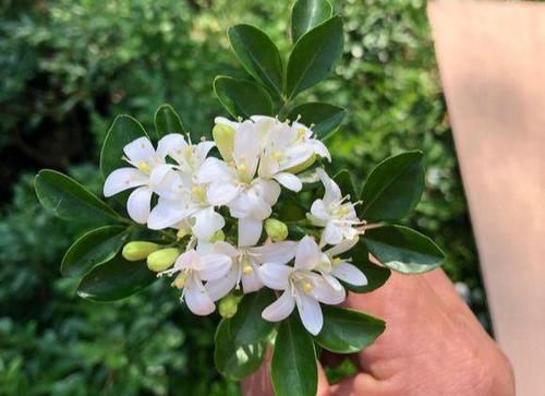  『香味』开花飘香“九里”，周杰伦为它作曲，养盆九里香，比香水香十倍