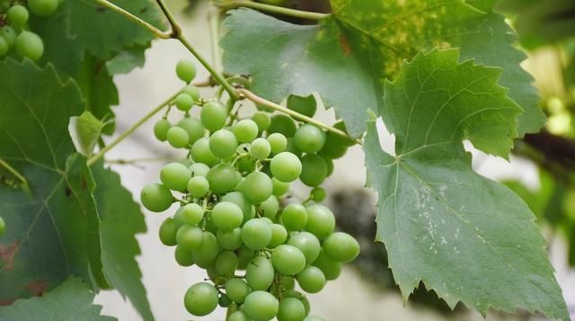  「自然条件」葡萄栽培技术的现状，及要点分析，种植户不妨一起看看！