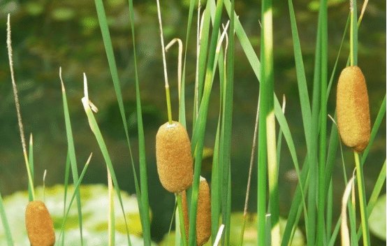  售价■此植物长得很可爱，售价20元一斤，很多人却不了解