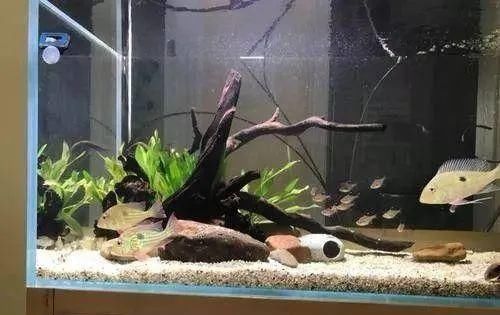  #水族市场上#美洲慈鲷之美，您细品