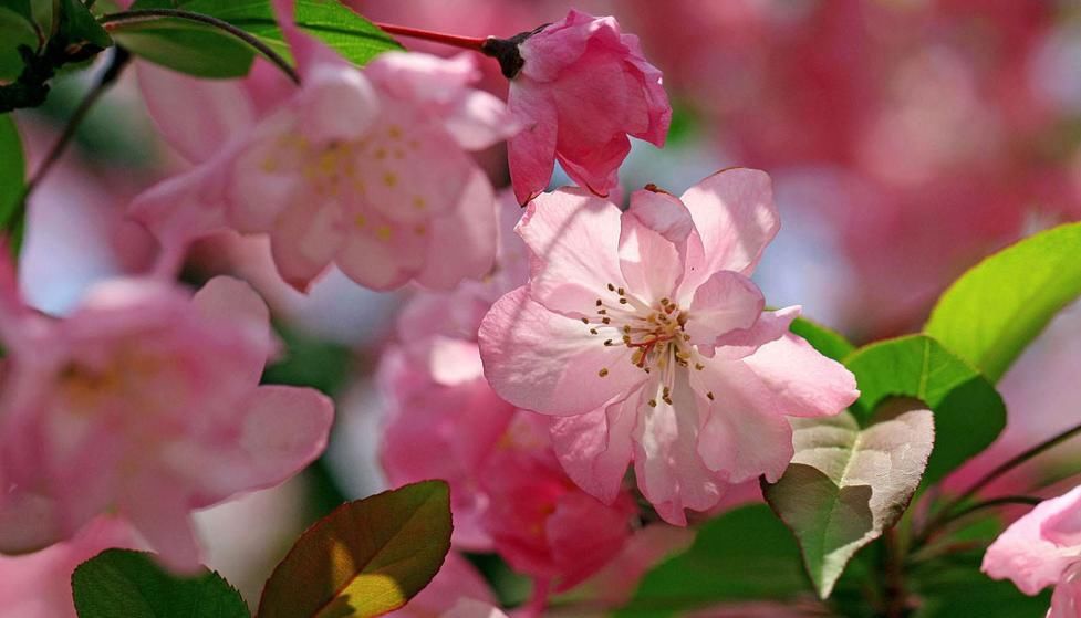  「风雨兰」适合家养的5种花卉，开花漂亮花期长，好养易爆盆，谁养谁喜欢