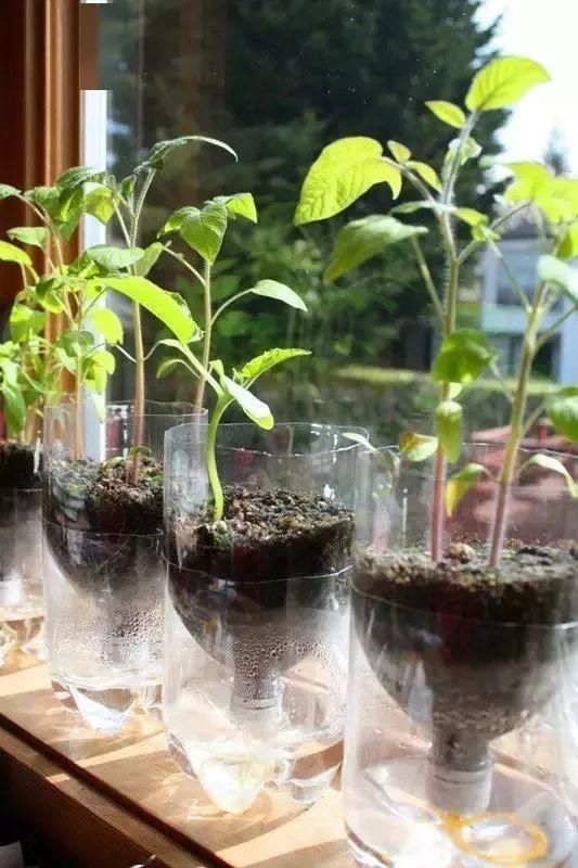 「番茄」春天来了,用塑料瓶种菜,自给自足,每个人都可以学会!
