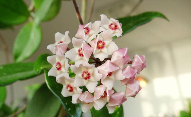 家里|家里养了3种花,到了花期蹭蹭开花,不需要光照都能浪漫满屋