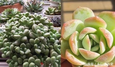  『浇水』多肉植物怎么养才不会烂根 浇水的间隔时间与量是关键