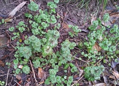 田地里生长的这种野草，农民当做害草除掉，却不知有祛湿的功效