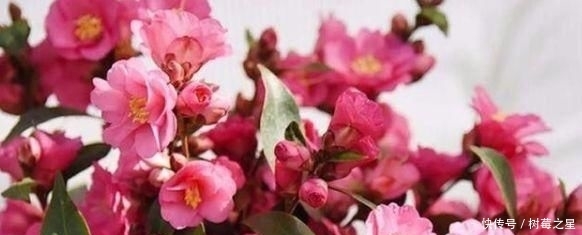  『打开』一朵花|一朵花茶，同时可以打开一百朵花