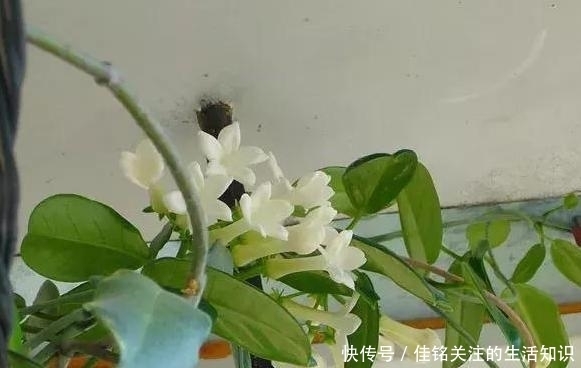  植物|想在家赏花、盆栽植物？种上1款茉莉花，阳台嗖嗖变成花海