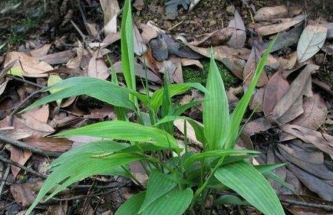  价值|乡下似竹叶的野草，曾用它来包“粽子”，现在成了稀罕物，