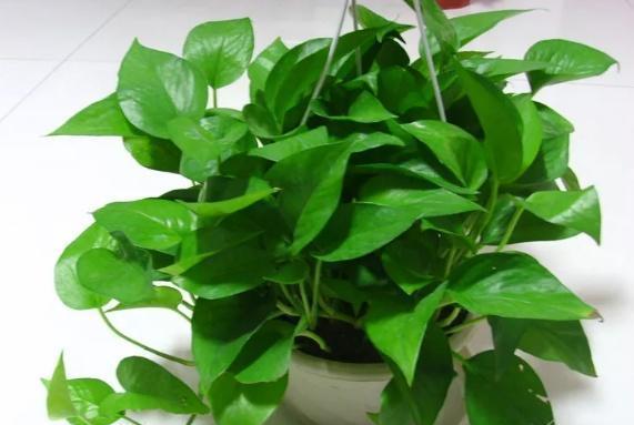  『黄叶』绿萝为什么黄叶