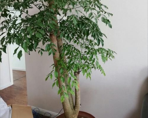 幸福树:幸福树深埋好还是浅栽好?栽不对的幸福树一点也不幸福