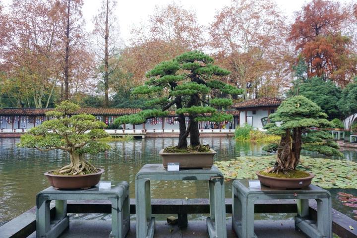 浙派苏派盆景首次亮相西湖边郭庄