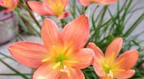  『花草』这3种花，就喜欢淋雨，越淋雨长得越快，叶子窜满盆，开花多！