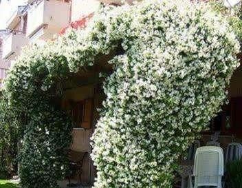  『果树』花卉市场中，遇到这种花和果树，要买2株带回家，结果好吃开花香