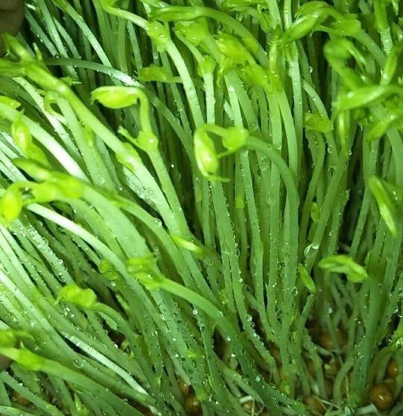 农村赚钱最快的小本生意，农民只要做好这2点，1年挣10万很容易