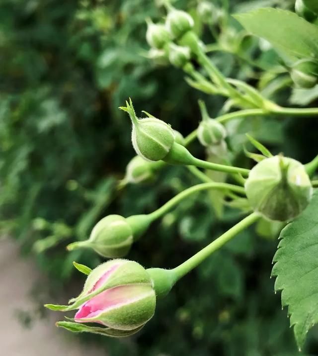 [家里]三月, 家里的植物