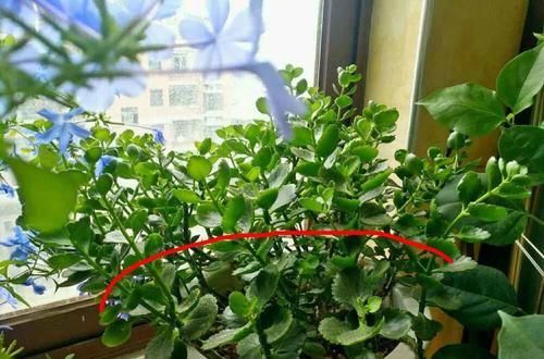  #长寿花#养花记住3个小技巧，茶花再难也能养好，开花多得不见叶！