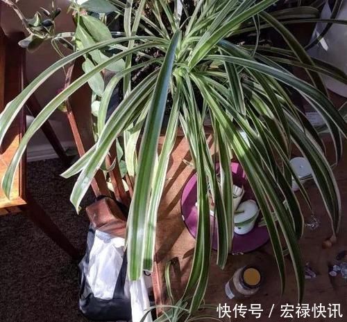  「空气湿度」吊兰叶子干尖要如何处理，为啥会出现这种状况
