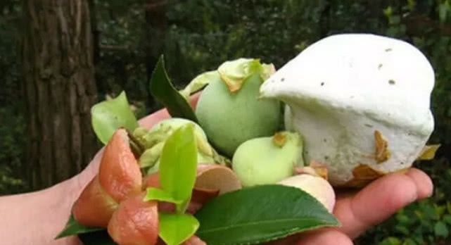 在农村这些的野味已很少见，最后一种可能有人都叫不出名字来