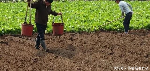  #农村#当个职业农民，在农村种上二十亩地，收入能赶上在外面打