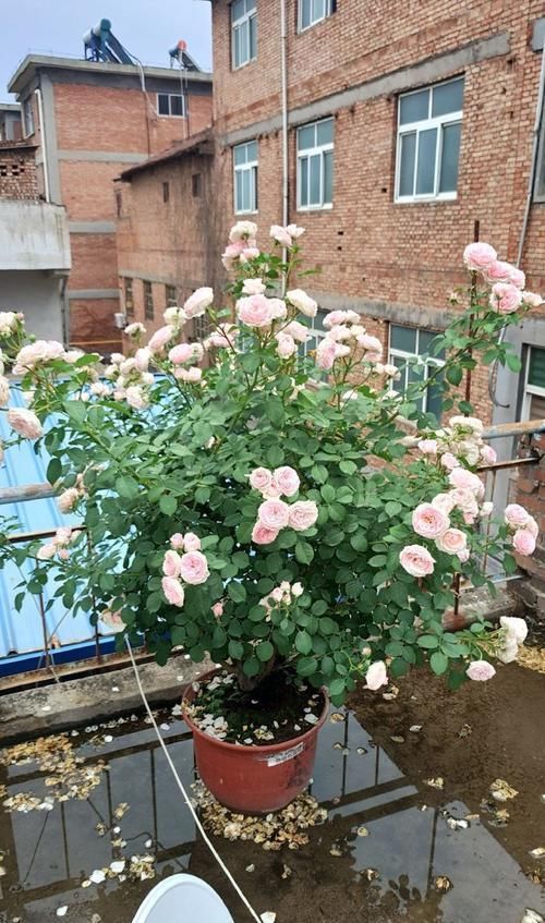  养花■养花就养这几款，花姿妖娆，盛开时繁花似锦，养在家中太美了