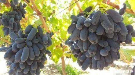  【葡萄】此树零下20度都冻不死，碰土就活，在农村种一棵，来年