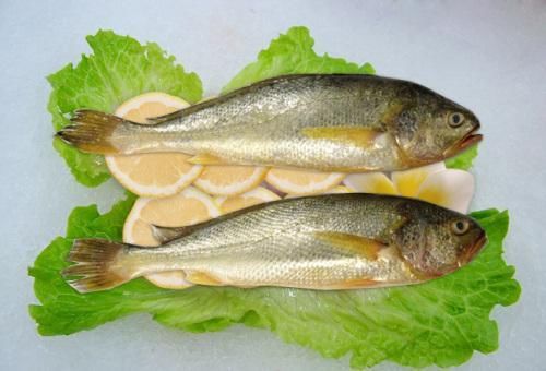  在海边■国内最贵的鱼，农民曾经吃到，如今却要几千元一斤