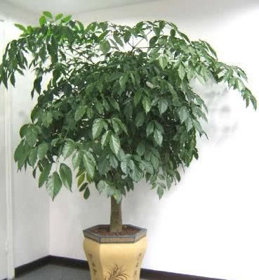  『寓意』2种“高档树”，客厅养一盆，寓意好、品味高，关键特养人、省心