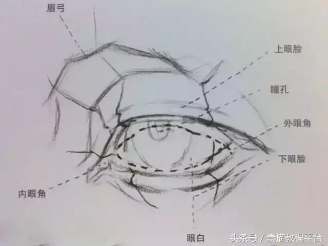 素描眼睛丨结构解析及写生步骤，详细经典！