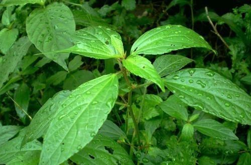  『喂猪』开花就不值钱，过去采去喂猪，如今却成高档野菜，含钙量很高